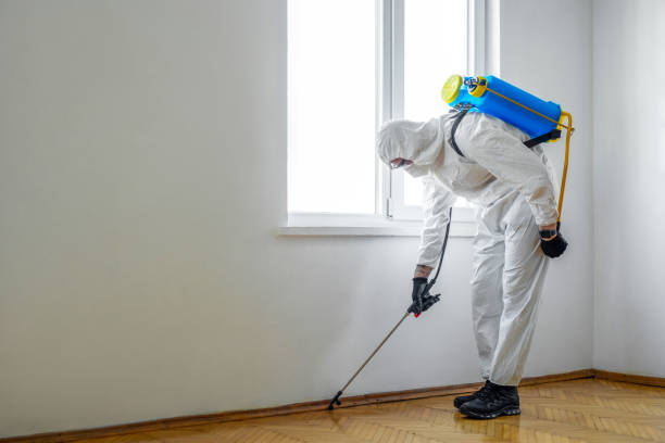 Best Flea Control Services  in Mattituck, NY