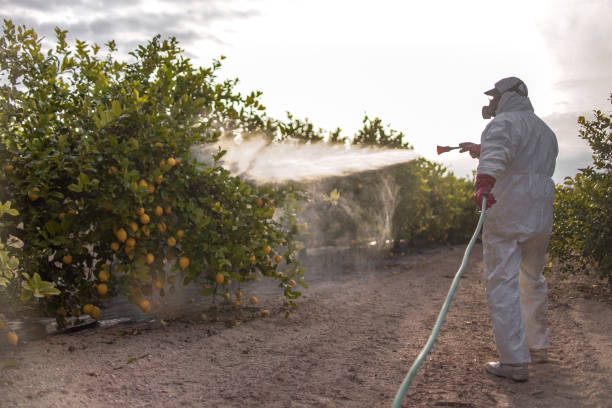 Wasp Removal Services in Mattituck, NY
